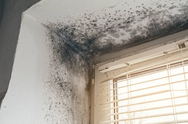 Affordable Mold Cleanup solutions in Charlevoix, MI
